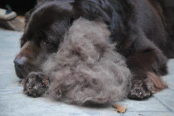 Lets Blow Our Coat Month!