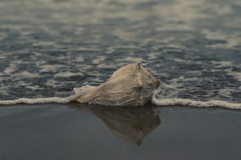 Grey Conch Shell on Shore