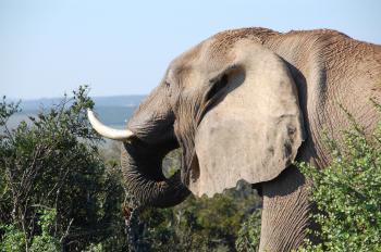 Grey Elephant by the Bushes at Mountain Top during Daytime