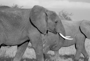 Grey Elephants Walking