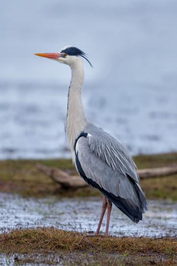Grey heron - Wikipedia