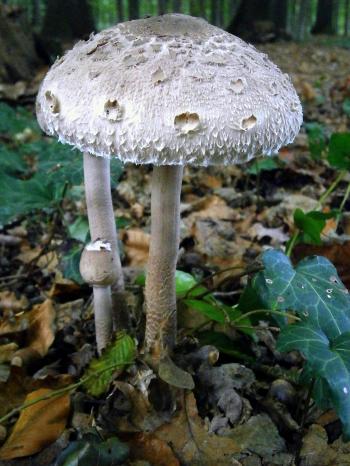 Grey Mushroom Near Green Leaf Plant