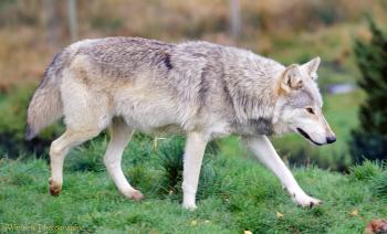Grey Wolf photo WP03981