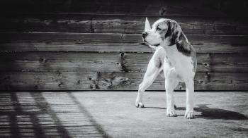 Greyscale Photgraphy of Beagle