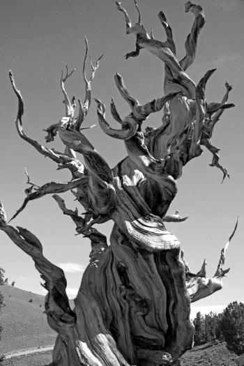 Greyscale Photo of Dead Tree on Dry Land