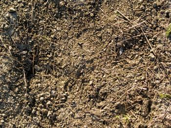 Ground Dirt
