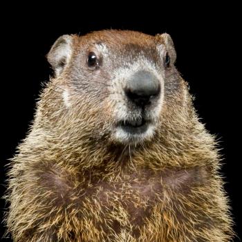 Groundhog | National Geographic