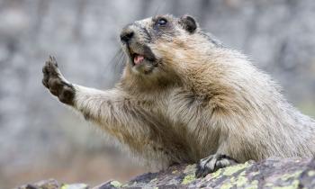 Happy Groundhog Day — Steemit