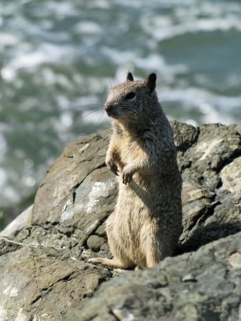 Ground squirrel - Wikipedia