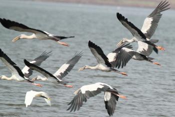 Asian Openbill (Anastomus oscitans) A group of birds in flight | the ...