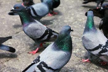 Group Of Birds Pigeons : Public Domain Pictures