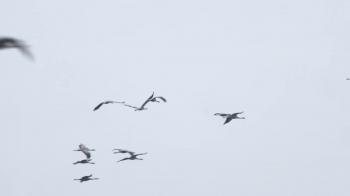 Group of Birds Fly in the Sky a Flapping Its Wings Stock Video ...