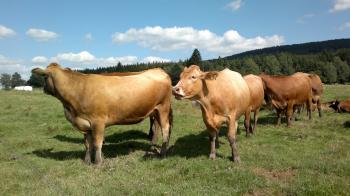 A group of cows and calves, grazing in a meadow - YouTube
