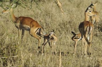 Group of Deers