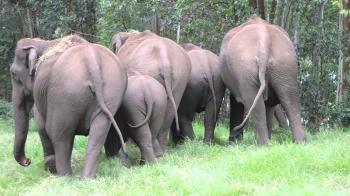 wild elephant group - YouTube