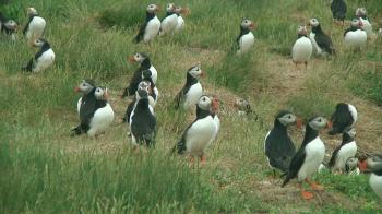 Group of puffins on the grass Stock Video Footage - VideoBlocks