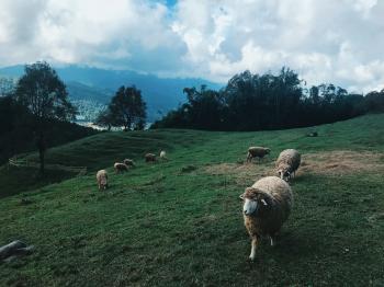 Group of Sheep at the Field