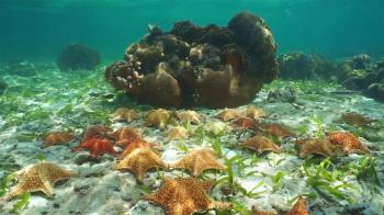 Group of starfish, Cushion sea star, underwater on the seabed with ...