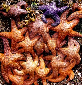 Group of Starfish