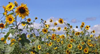 2014 sep 17 sunflowers in waterbury group | Stowe Photos