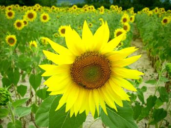 Group of Sunflowers