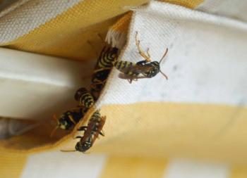 Paper Wasps | nightingale trails