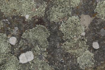 grunge texture rock stone algae lichen natural photo - TextureX ...