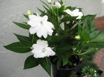 How To Grow Your Best Impatiens