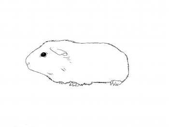 How to Draw a Guinea pig / Как нарисовать морскую свинку - YouTube