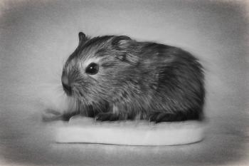 Guinea Pig Drawing