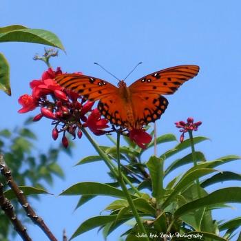 Julie Ann Brady : Blog On: Gulf Fritillary Butterfly