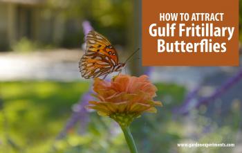 Making a Home for Gulf Fritillary Butterflies in My Garden