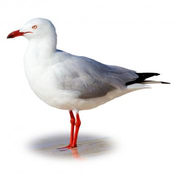 Gulls Birds Facts for Kids | Silver Gull | DK Find Out