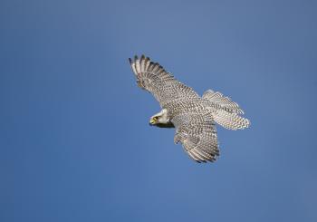Gyrfalcon | Audubon Field Guide
