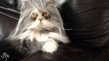 This Cat Is Hairy AF - YouTube