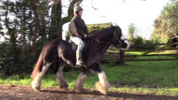 How And Why To Clip A Hairy Horse - YouTube