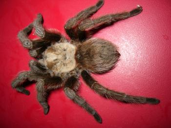 Large Hairy Spider