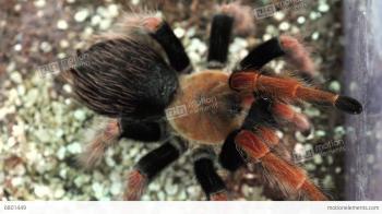 Big Hairy Spider. 4K Stock video footage | 6801449