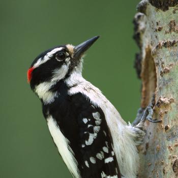 Hairy Woodpecker | National Geographic