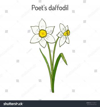 Narcissus Daffodil Daffadowndilly Jonquil Hand Drawn Stock Vector ...