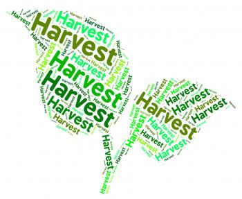 Harvest Word Shows Grain Produce And Text