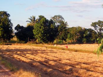 Harvested Thai rice field