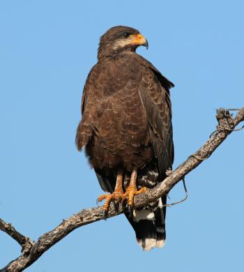 Common black hawk - Wikipedia