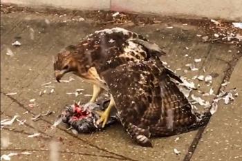 Onlookers amazed as hawk devours pigeon in Toronto