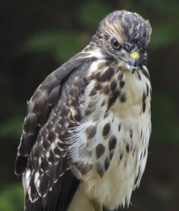 Broad-Winged Hawk