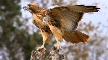 The Hawk | Memorable Events | Infinity Navigators