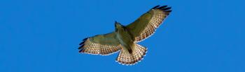 Species Profile: Broad-Winged Hawk (Buteo platypterus) | Rainforest ...