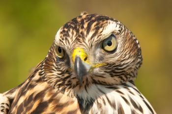 Spotting the Hawks « Northwest Quarterly
