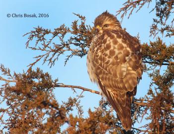 red-tailed hawk | Birds of New England.com