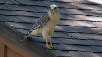 Hawk Attacks Leave Neighbors on Edge - NBC News